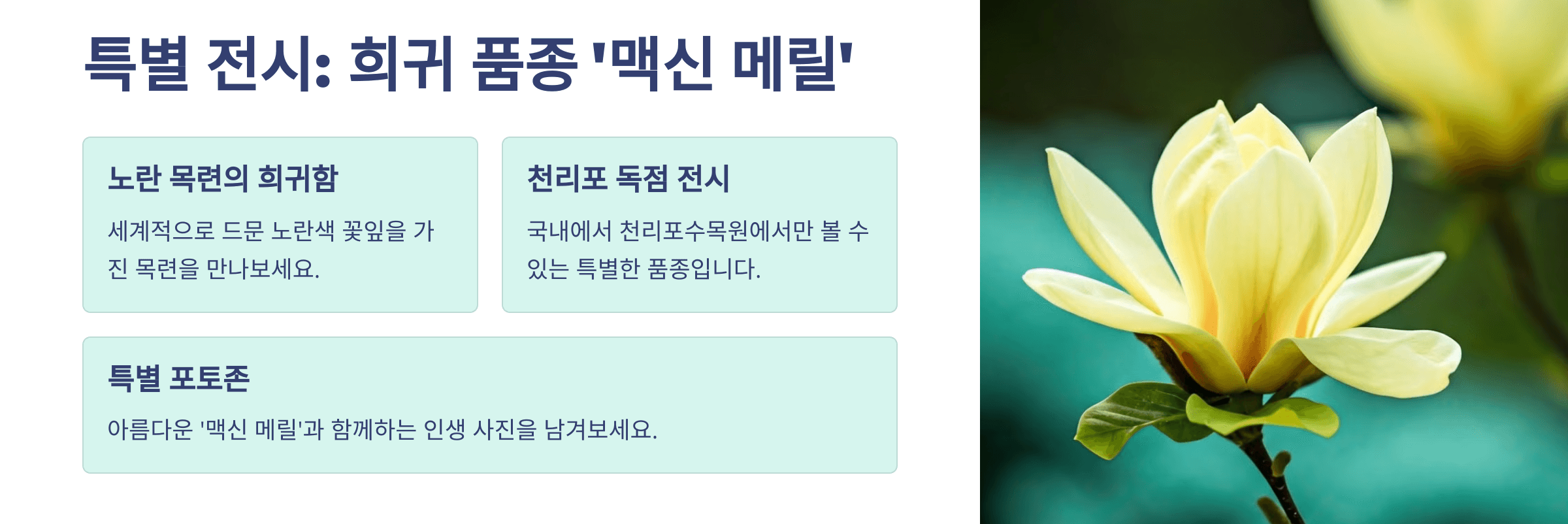 천리포수목원 목련축제