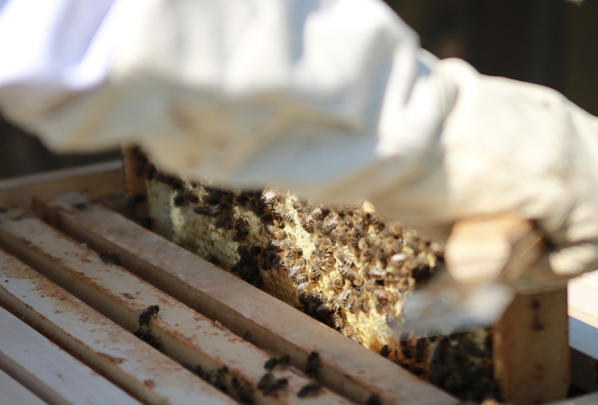 도시 양봉가 – 도심에서 벌을 키우는 사람들