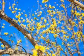구례 산수유꽃축제