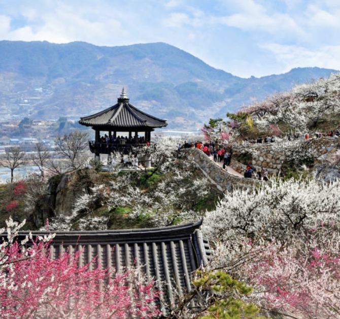 2025년 매화 개화 시기 전망 – 올해 개화 시점은?