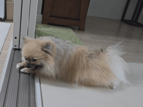 윔지스 치석껌 씹는 강아지