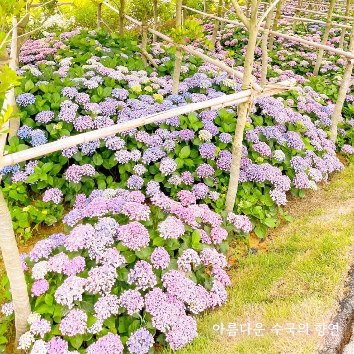 도초도 수국축제
