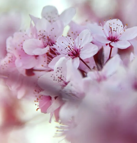 25년 벚꽃 개화시기 전국 일정