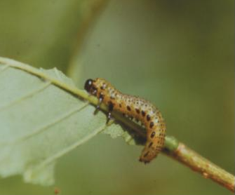 홍가슴루리등에잎벌