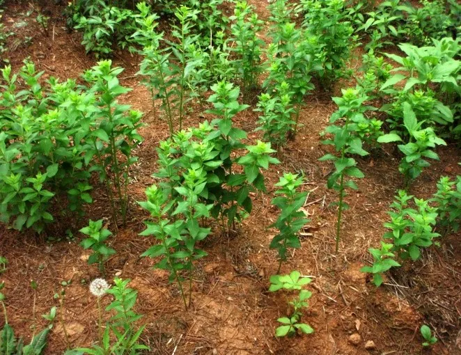 도라지 재배 종자 처리 배수 관리 굵게 키우기_6