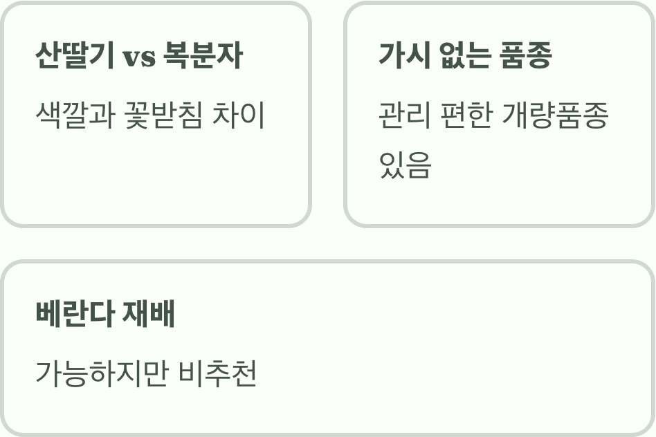 복분자묘목 키우기 A to Z&amp;#44; 묘목 선택부터 심기까지