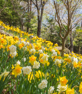 화담숲 예약 모노레일 예약 관람방법