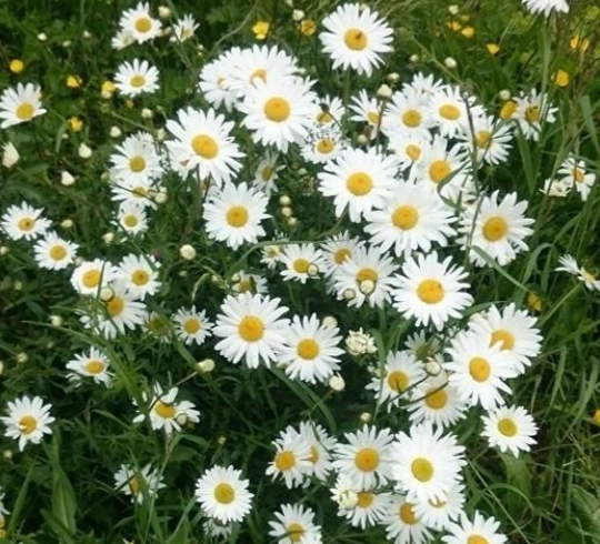 가을에 피는 꽃 종류 코스모스-구절초