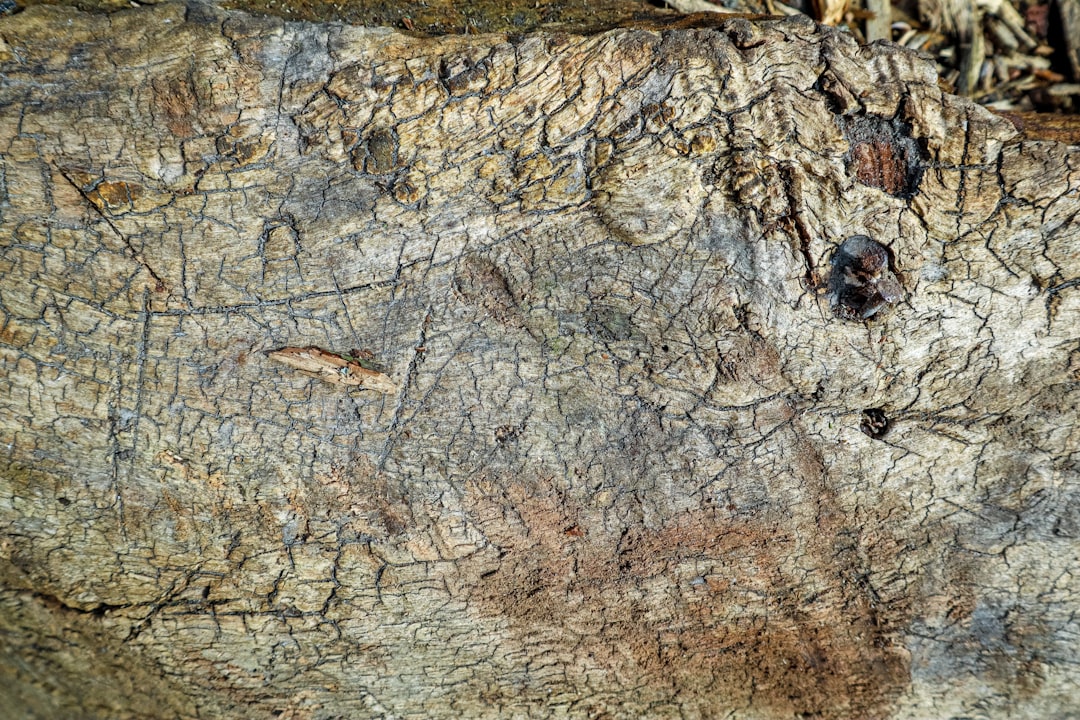 Paleolithic