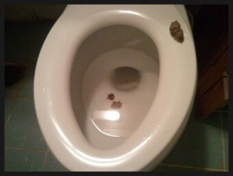 변기-좌대에-똥이-떨어져있는-모습