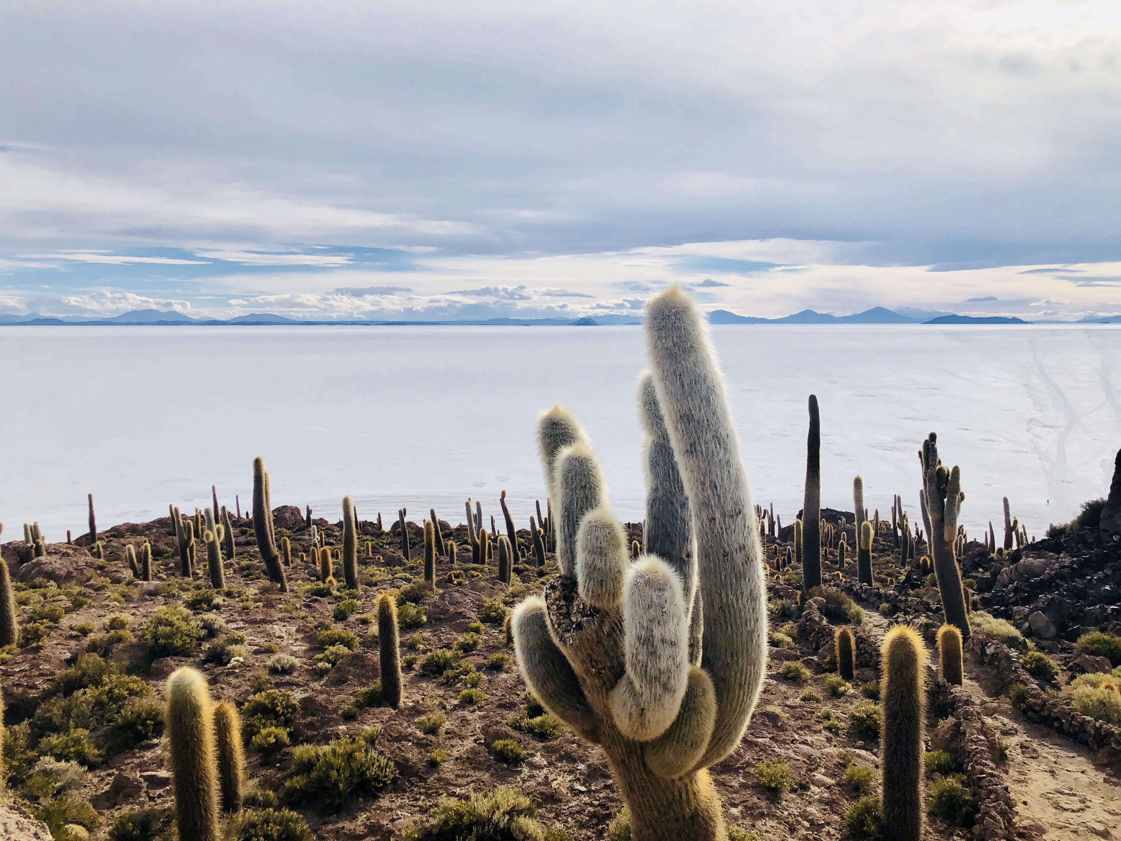 우유니 잉카와시 섬 선인장과 소금사막 풍경