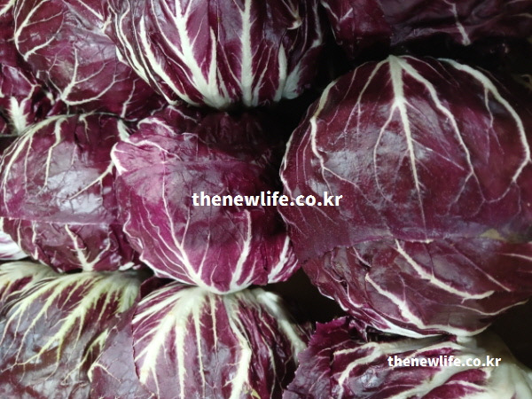 혈액 순환을 돕는 안토시아닌 성분이 풍부한 싱싱한 라디치오 실물 모습