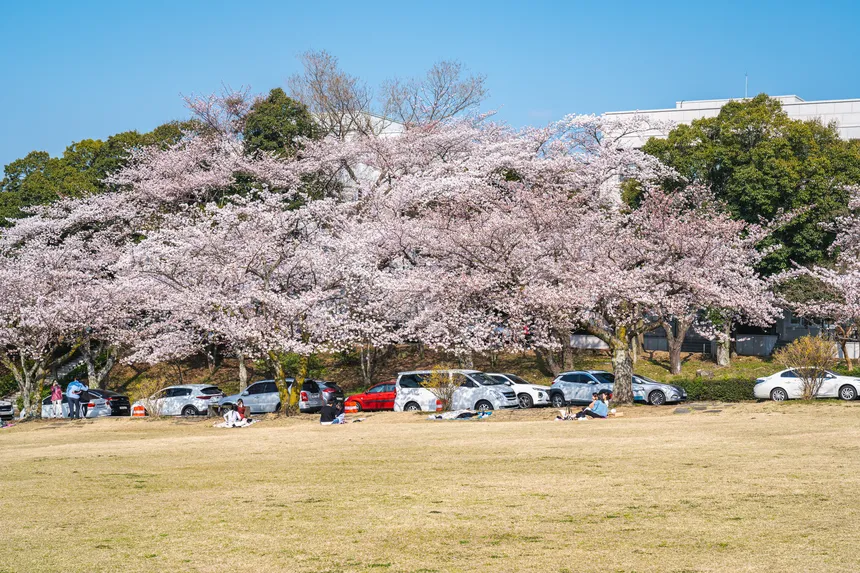 주차된 차량 옆 벚꽃나무들이 늘어선 캠퍼스 풍경