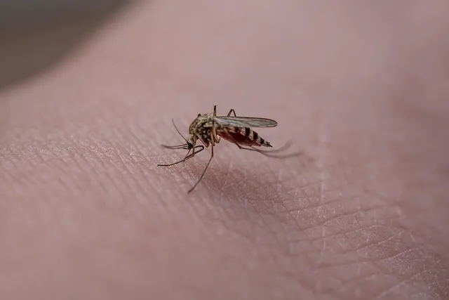 모기 물려 가려울 때 땀띠에 안티푸라민 연고 효능 부작용 사용후기_9
