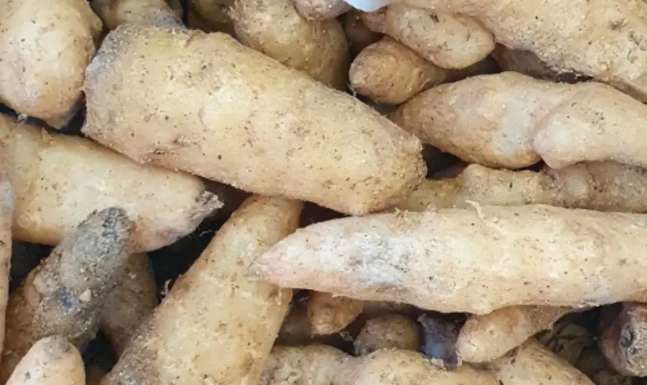 천마 효능