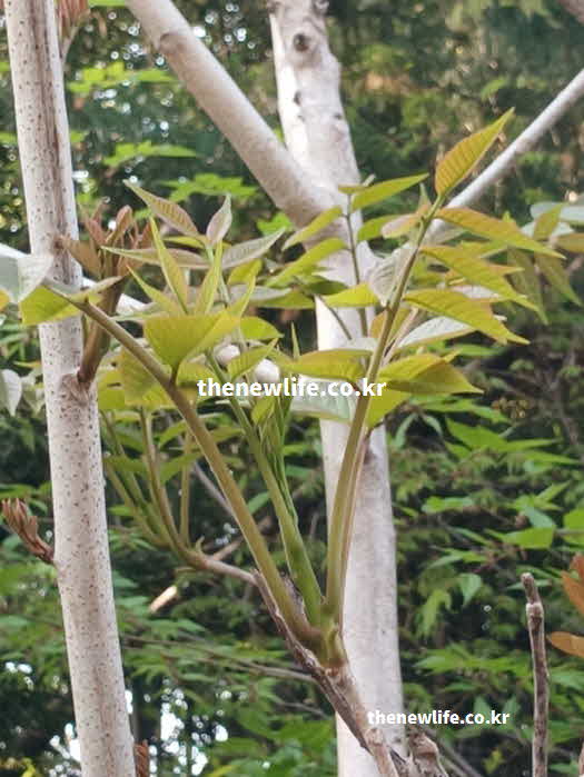 가죽나물 효능 요리법 장아찌 부각