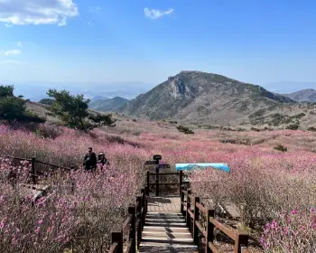 비슬산 참꽃축제_13