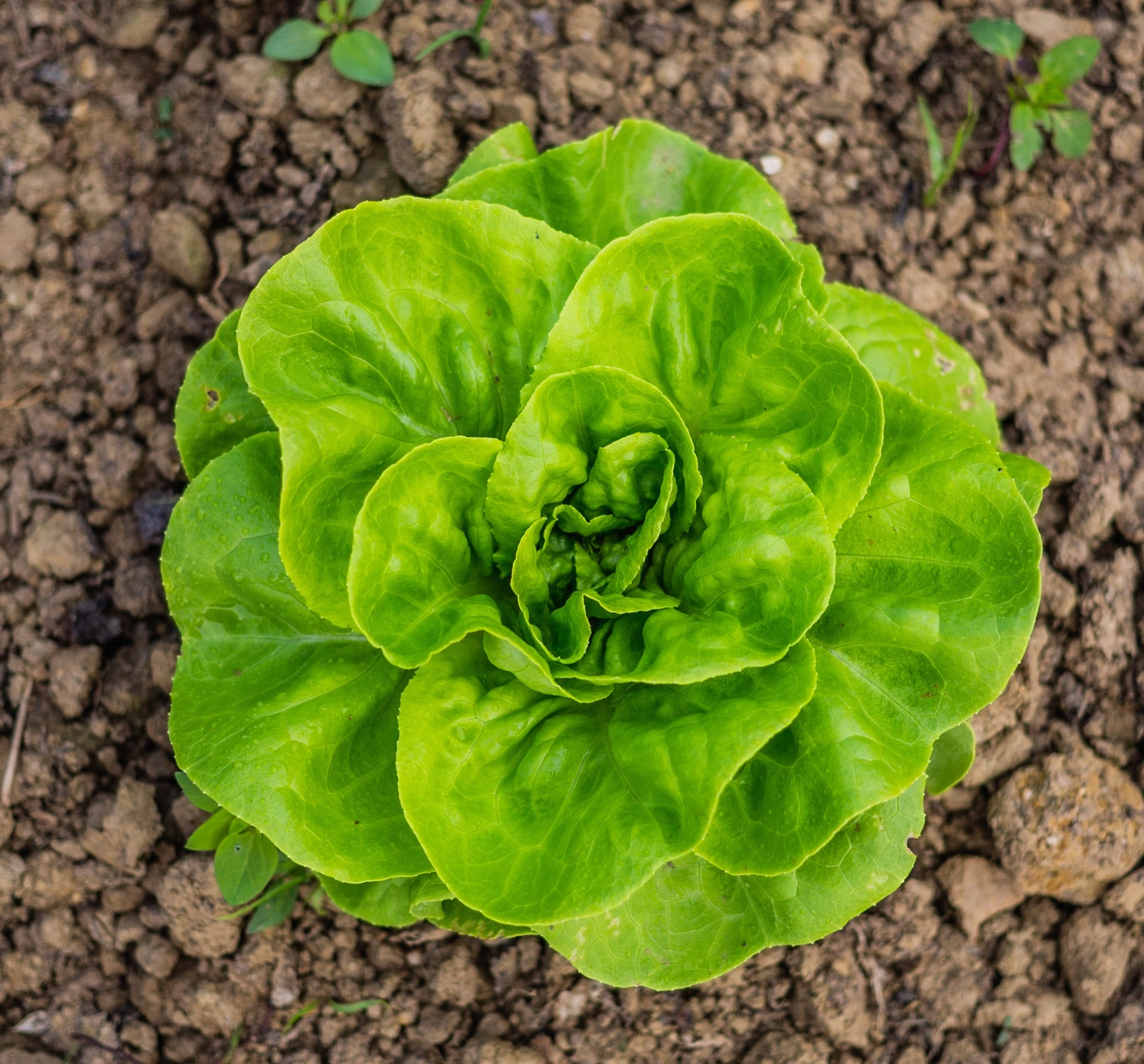 상추대궁채 효능