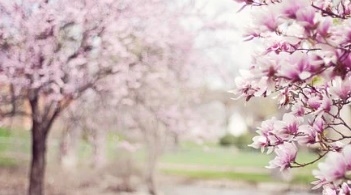 꽃 꿈해몽 67가지