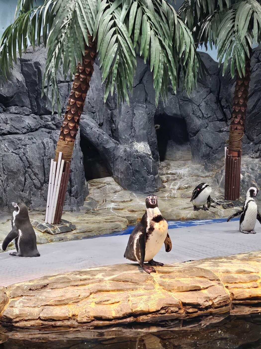 아쿠아플라넷-일산-관람하기