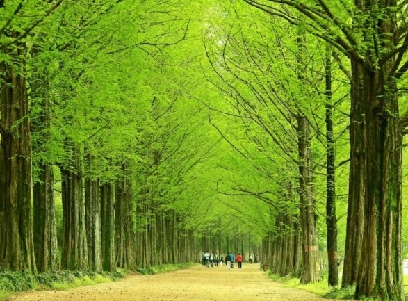 담양 메타세콰이어길