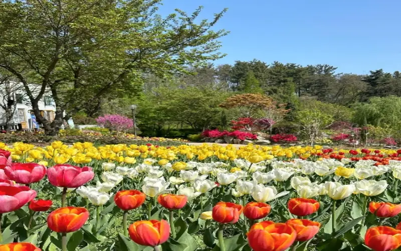 피나클랜드 튤립 수선화 축제_8