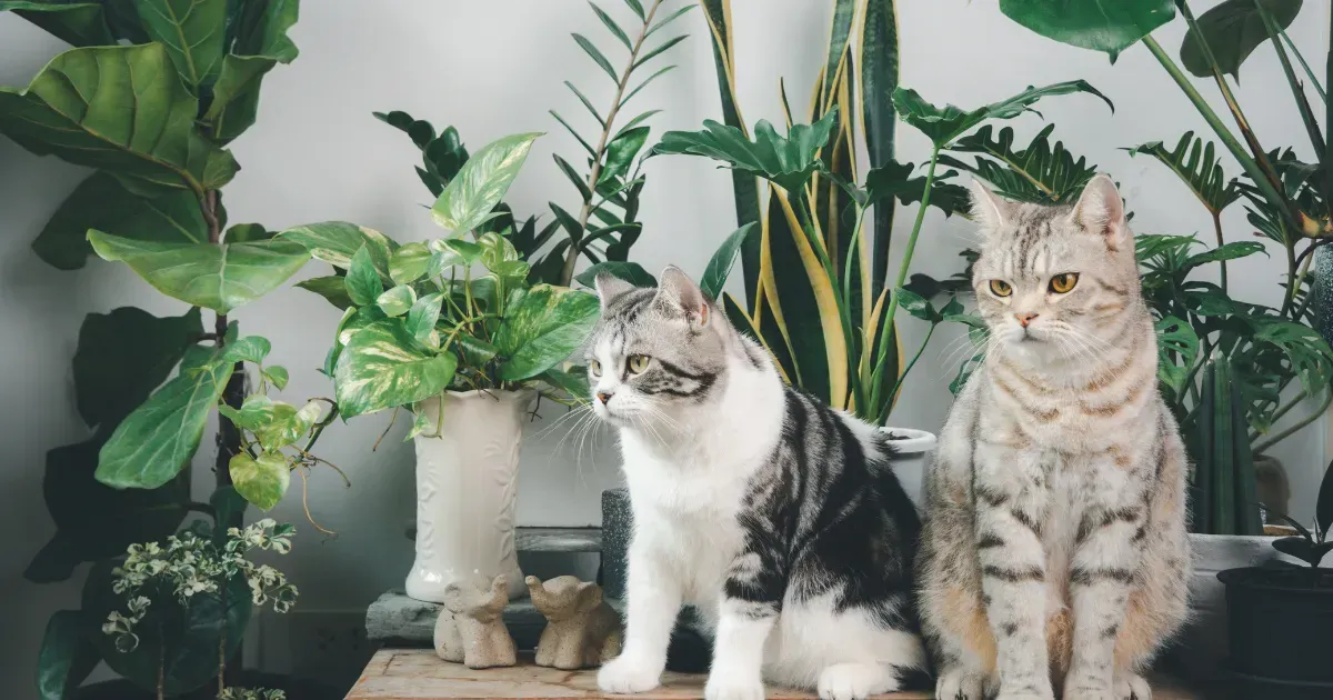 고양이에게 해로운 식물_1