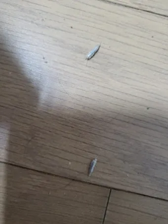 좀벌레 생기는 원인과 퇴치법 하얀벌레 제거 방법_16