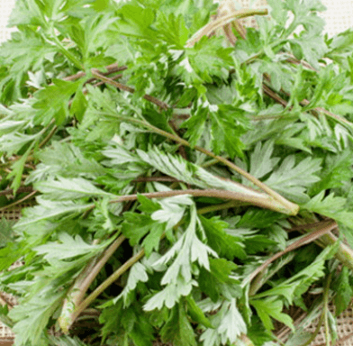 쑥갓 쑥 차이점 효능 먹는 법