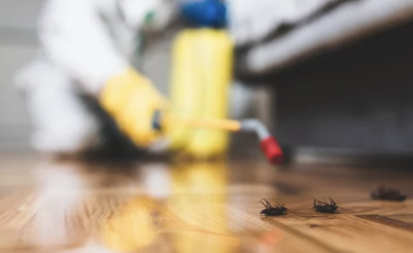 바퀴벌레 퇴치하는 사진