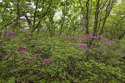 천관산 철쭉 능선 산책로1