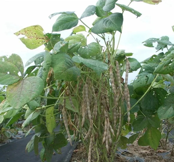 팥 재배 파종 적기 배수로 만들기 수확 건조_3