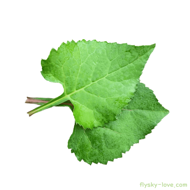 고혈압에 도움이 되는 취나물