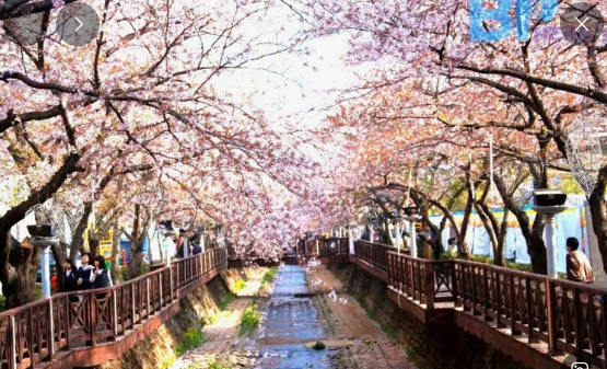 경주 벚꽃 사진