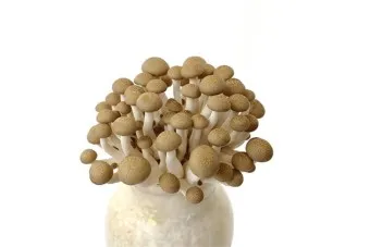 만가닥버섯 효능_22