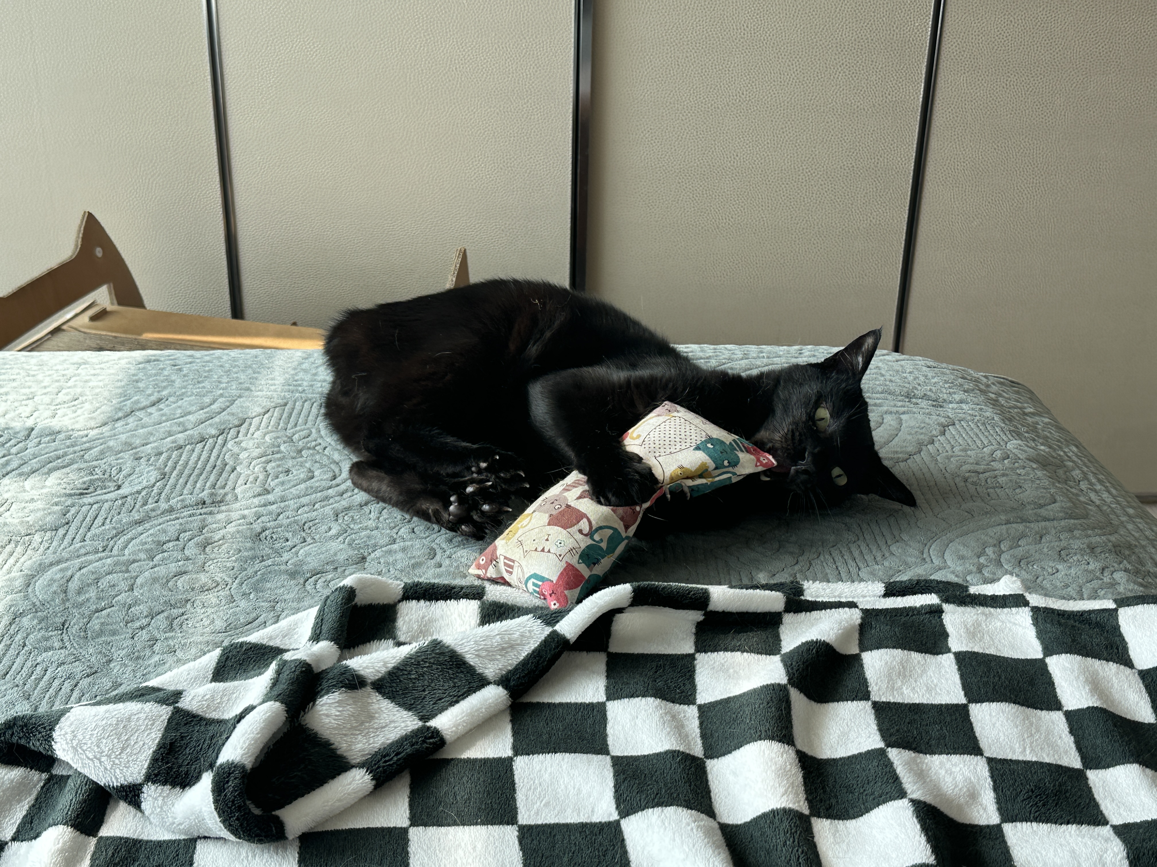 아침부터 캣닢에 취해 뒷발팡팡 남발하는 냥냥이 (feat.호야꼬리)