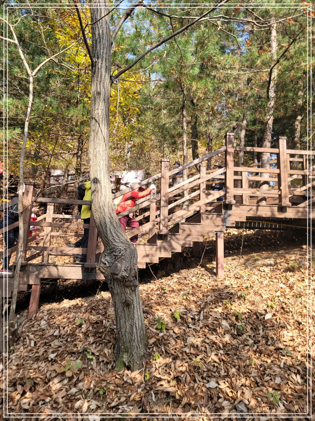 소금산-출렁다리-등산로-데크계단