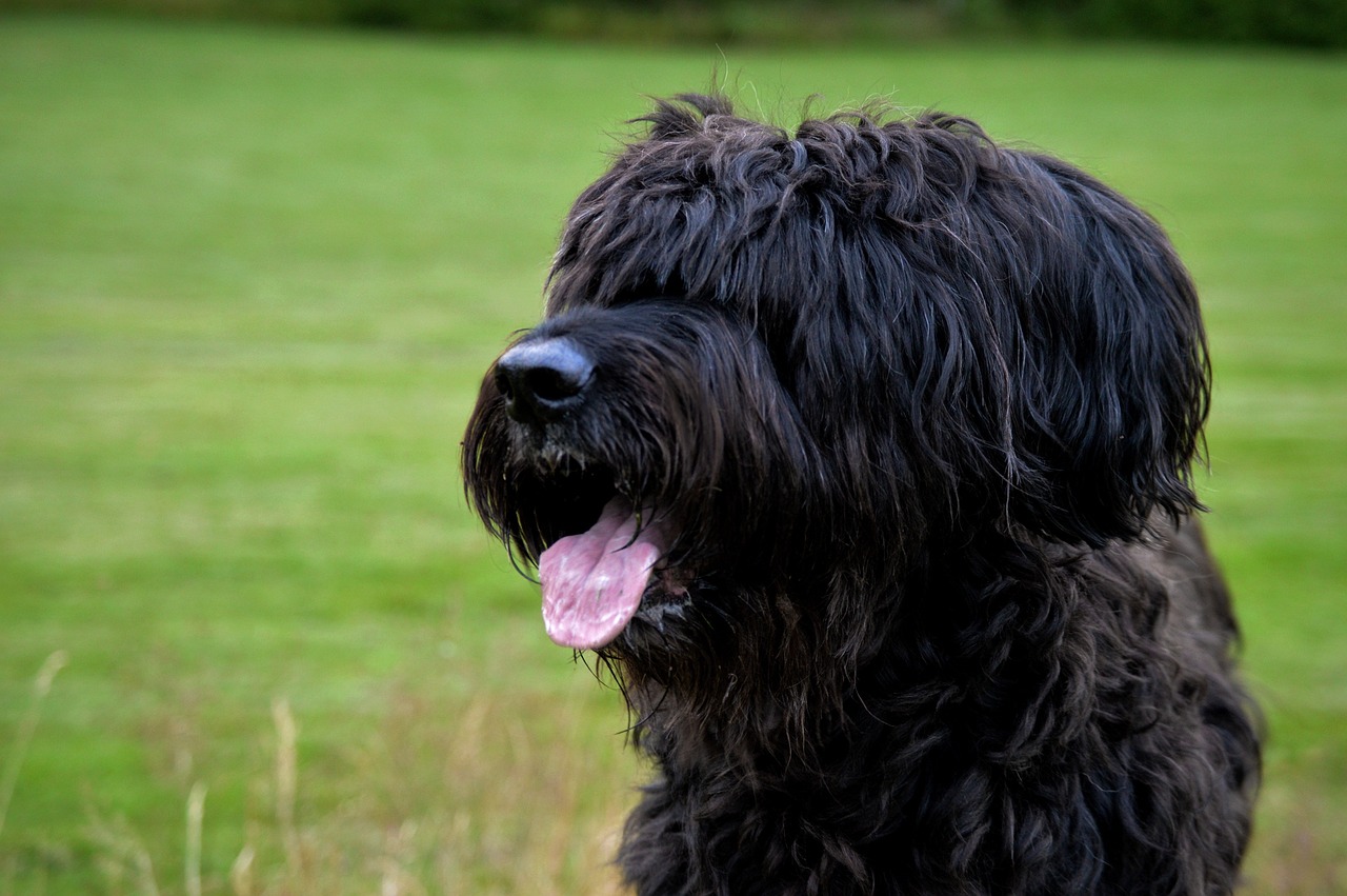 브리아드(Briard)