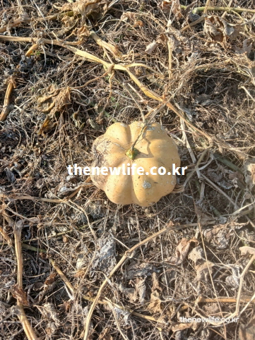 인위적 가공 없이 밭에서 그대로 숙성된 늙은 호박 재배 환경 실물 사진/ 늙은 호박의 출산 후 회복 효능을 위한 사진
