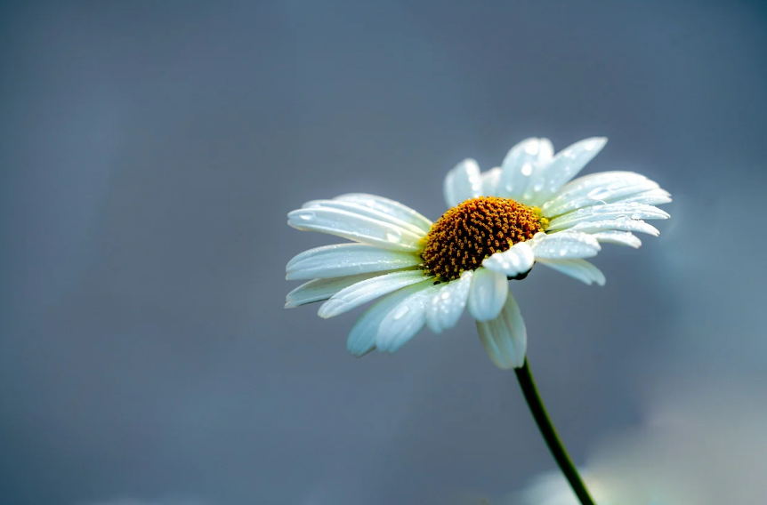 구절초 관련 사진