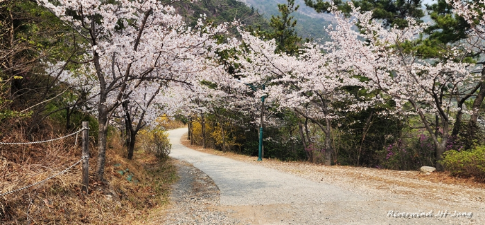 장산 봄 등산로