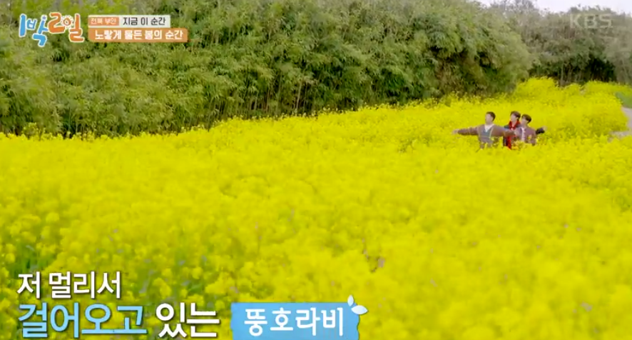 1박 2일 유채꽃
