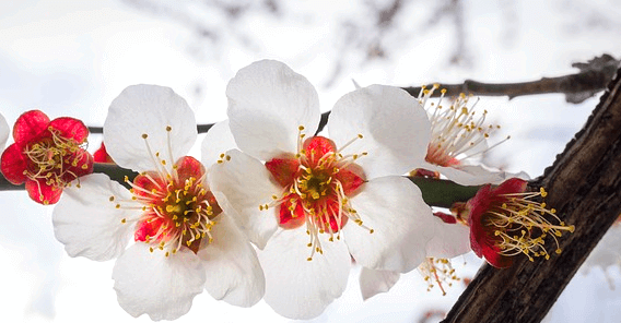 메마른 나무에 하얀 꽃 3송이와 작은 붉은꽃 두 송이가 피었다.