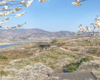 광양 매화축제_32