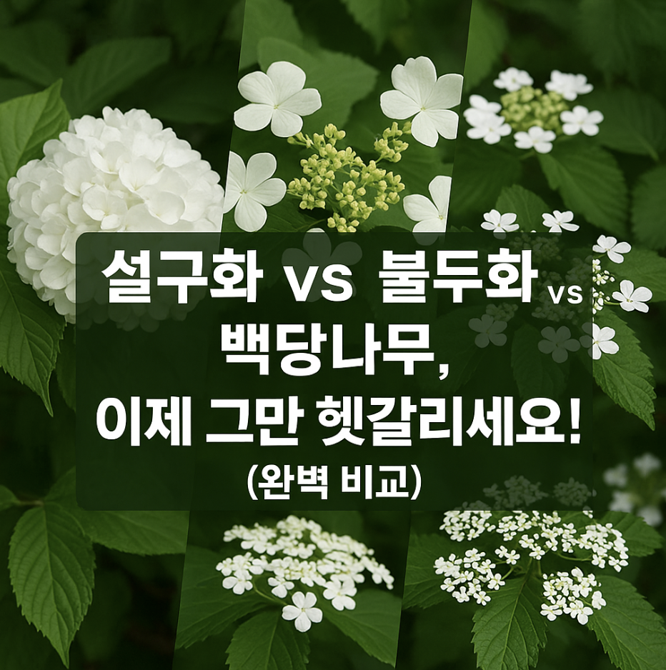 설구화 vs 불두화 vs 백당나무, 이제 그만 헷갈리세요! (완벽 비교)