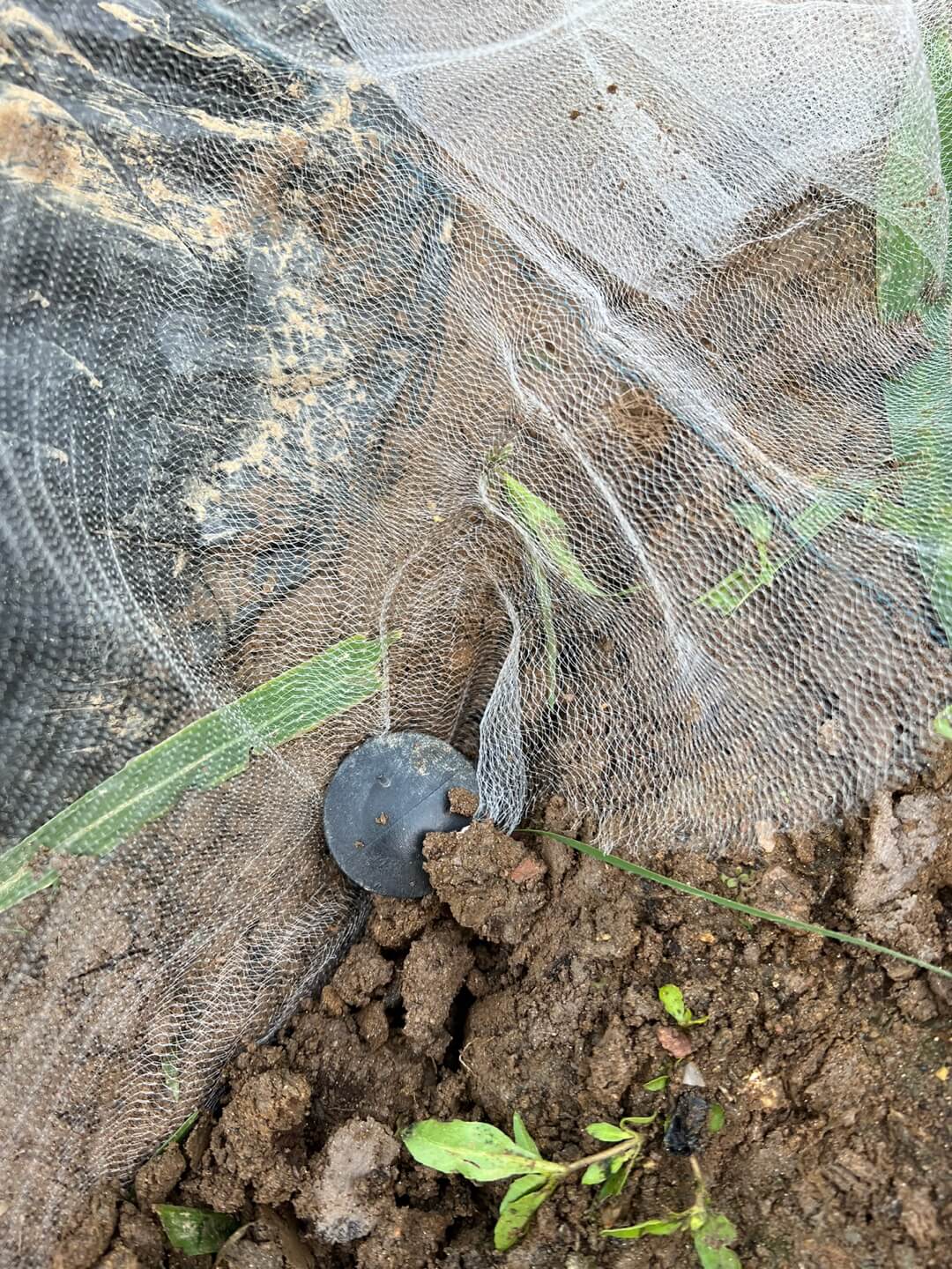 한랭사 고정하기