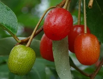 보리수나무 재배 전정 관리 착과 유도 열매 활용_12