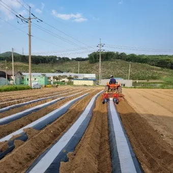 땅콩 심는 시기 수확시기 모종 파종_17
