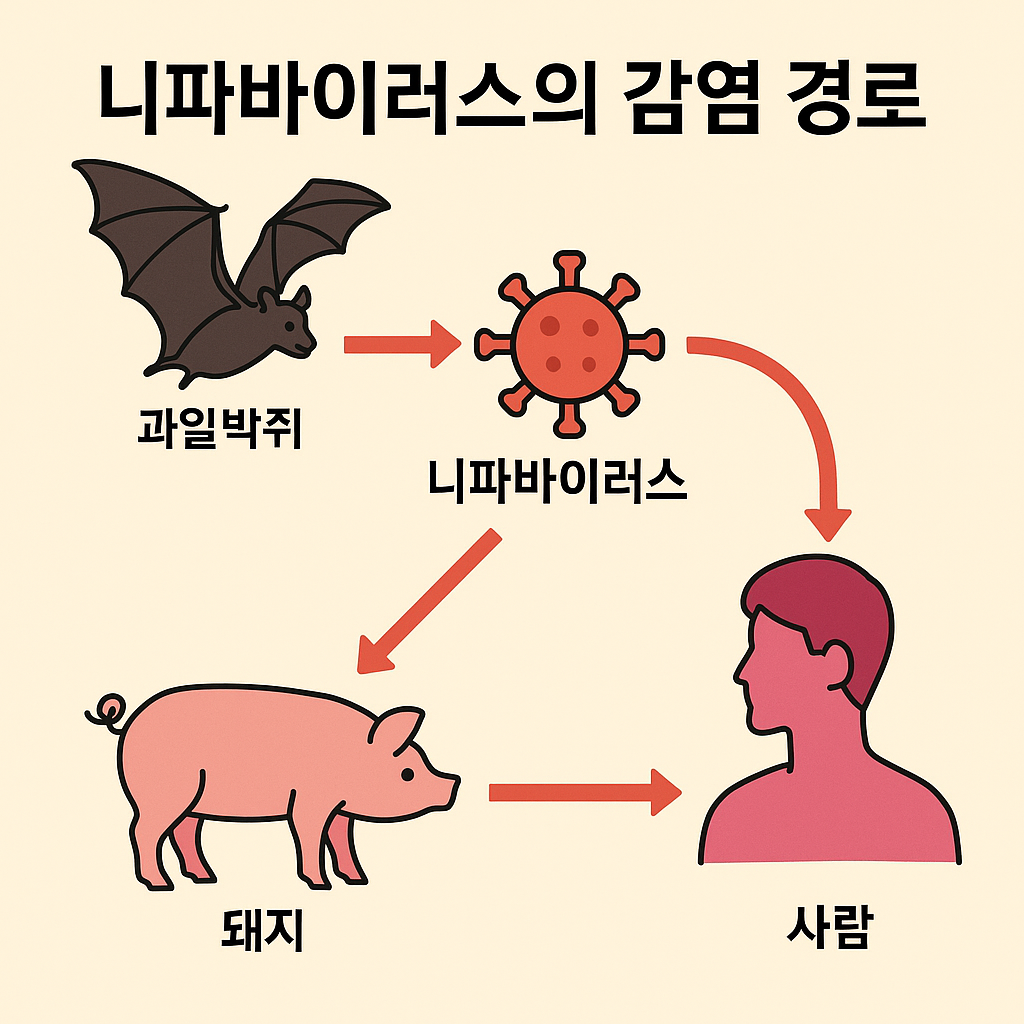 니파바이러스의 감염 경로