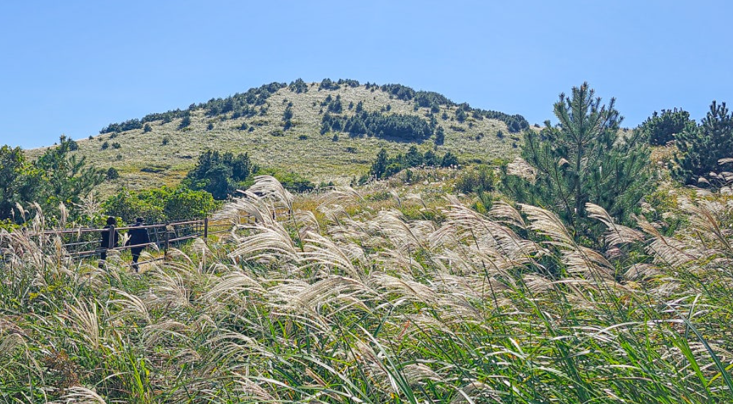 제주 용눈이오름